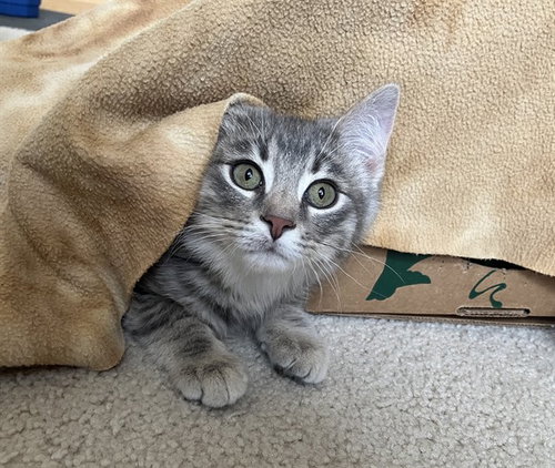 picture of the cat needing adoption