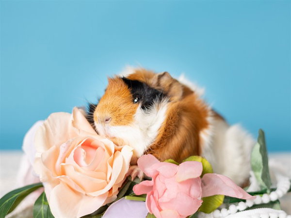 PRINCESS