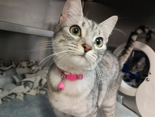 picture of the cat needing adoption