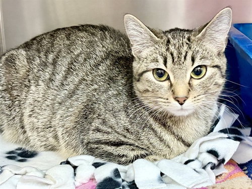 picture of the cat needing adoption