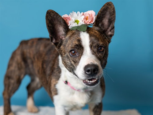 picture of the dog needing adoption