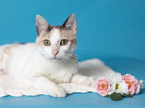 picture of the cat needing adoption