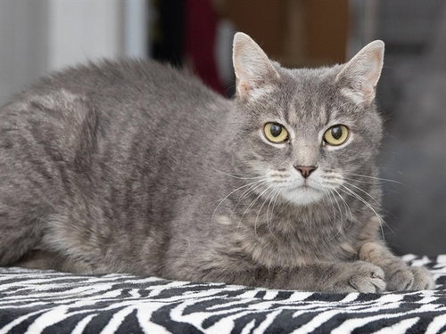 GERALD, an adoptable Domestic Short Hair in Ames, IA