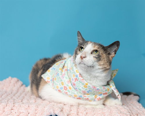 CALI, an adoptable Domestic Short Hair in Ames, IA