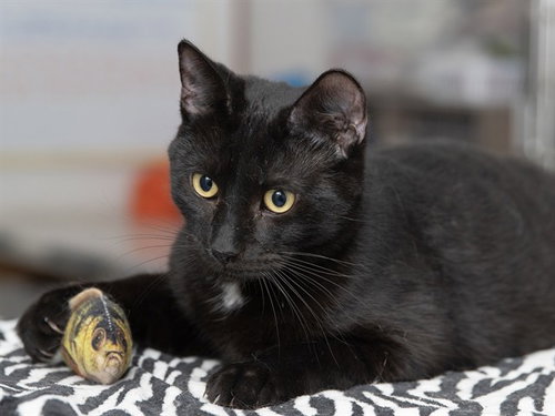 REX, an adoptable Domestic Short Hair in Ames, IA
