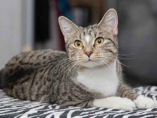 ANGORA, an adoptable Domestic Short Hair in Ames, IA
