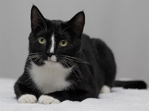 STRYPE, an adoptable Domestic Short Hair in Ames, IA