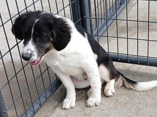 LUCKY, an adoptable Australian Shepherd in Ames, IA