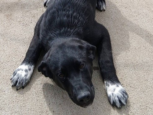 MIDNIGHT, an adoptable Australian Shepherd in Ames, IA