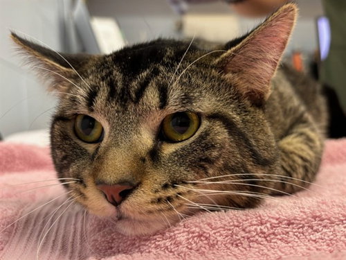 picture of the cat needing adoption