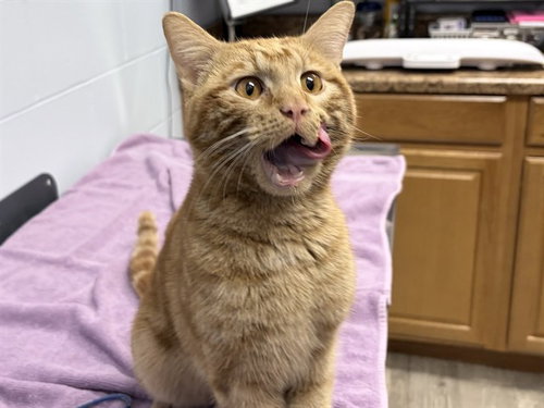 picture of the cat needing adoption