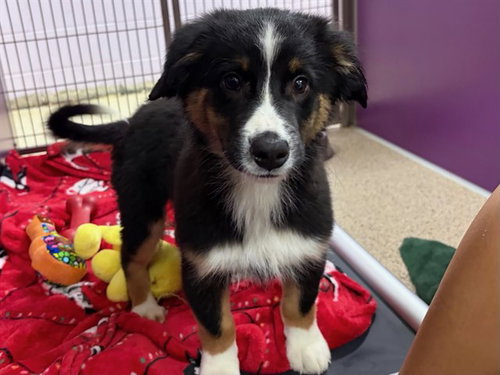 picture of the dog needing adoption