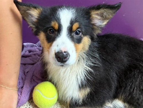picture of the dog needing adoption