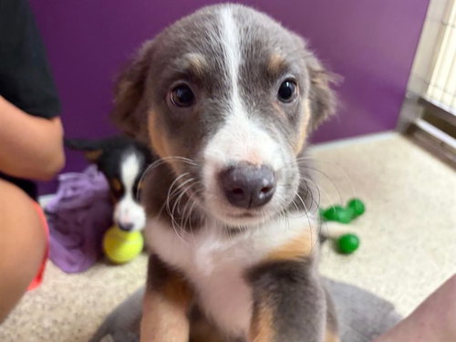 picture of the dog needing adoption