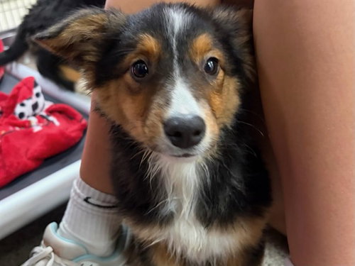 picture of the dog needing adoption