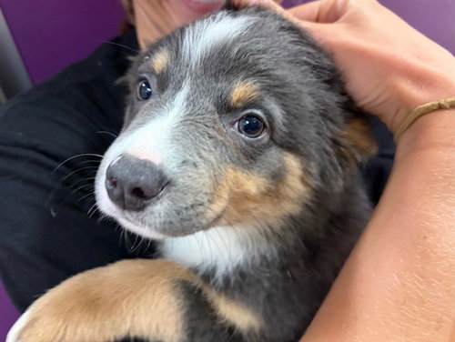 picture of the dog needing adoption