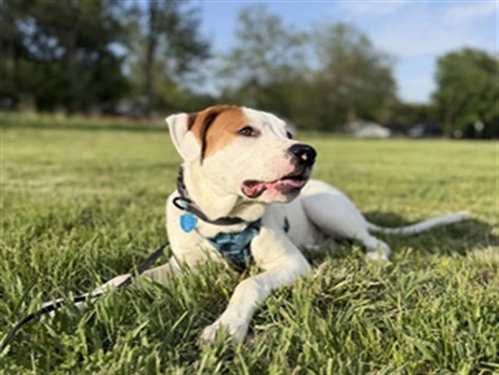 LANDO, an adoptable Pointer in Ames, IA