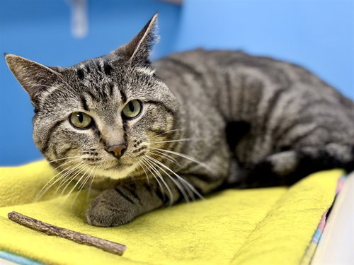 OZZIE, an adoptable Domestic Short Hair in Ames, IA
