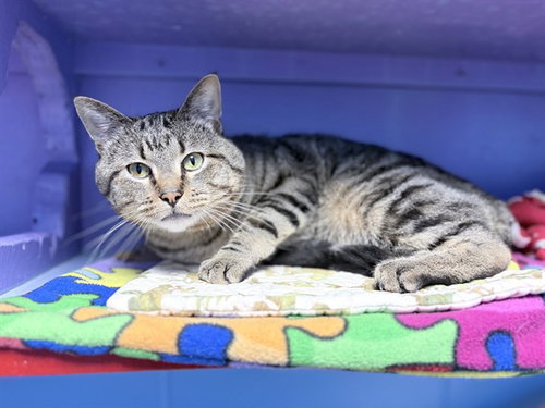 OZZIE, Adult Domestic Short Hair (short coat), cat for adoption in Urbandale, Iowa