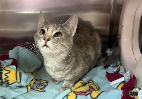 YELENA, an adoptable Domestic Short Hair in Ames, IA