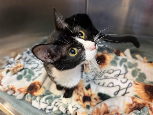 KIMI, an adoptable Domestic Short Hair in Ames, IA