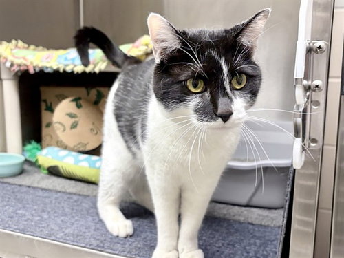 TINKER, an adoptable Domestic Short Hair in Ames, IA