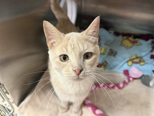 IWASHI, an adoptable Domestic Short Hair in Ames, IA