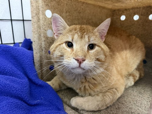 FLETCHER REEDE, an adoptable Domestic Short Hair in Ames, IA