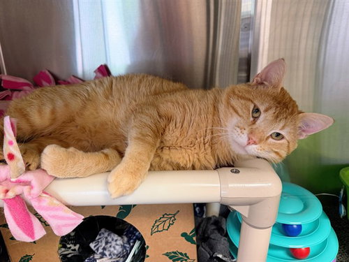 FLETCHER REEDE, Adult Domestic Short Hair (short coat), cat for adoption in Des Moines, Iowa