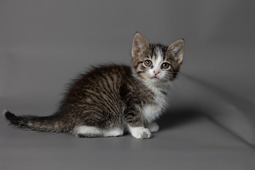PENNI, an adoptable Domestic Short Hair in Ames, IA