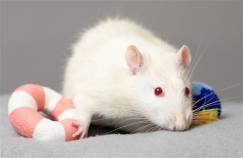 SNOWBALL