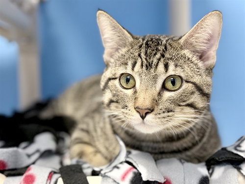 RENZO, an adoptable Domestic Short Hair in Ames, IA
