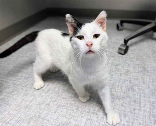 SNOOPY, an adoptable Domestic Short Hair in Ames, IA