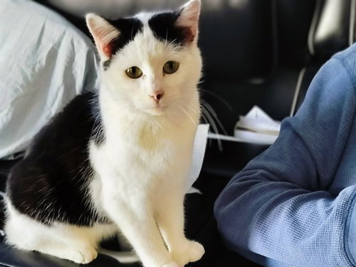 OLAF, an adoptable Domestic Short Hair in Ames, IA