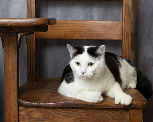 picture of the cat needing adoption