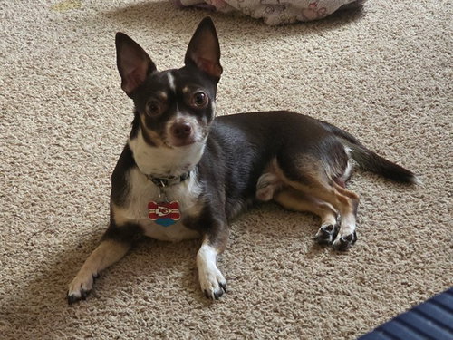 BUDDY, an adoptable Chihuahua in Ames, IA