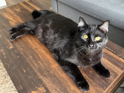 OBADIAH, an adoptable Domestic Short Hair in Ames, IA