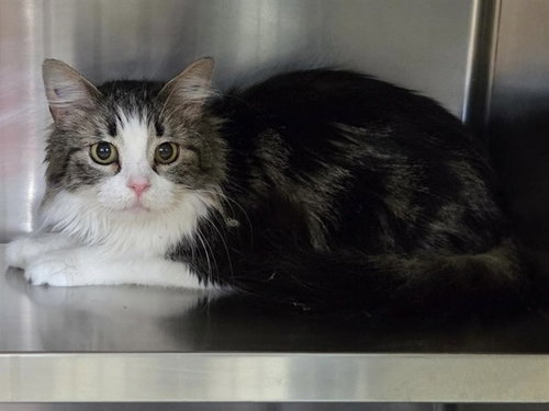 TWINKIE, an adoptable Domestic Medium Hair in Ames, IA