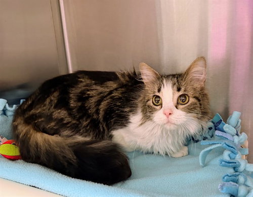 TWINKIE, an adoptable Domestic Medium Hair in Ames, IA