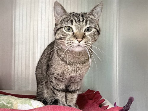 FAMKE, an adoptable Domestic Short Hair in Ames, IA