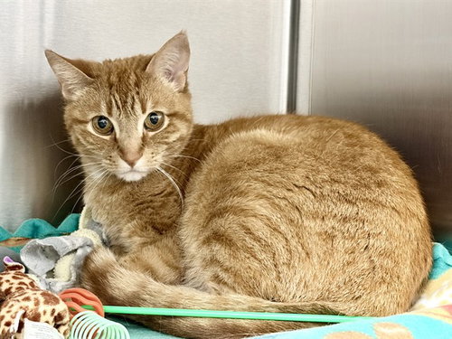 QUILL, Young Domestic Short Hair (short coat), cat for adoption in Des Moines, Iowa