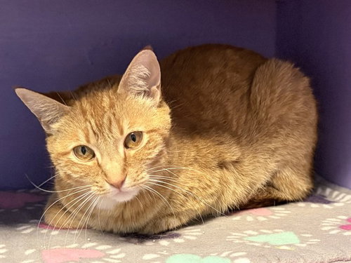QUILL, Young Domestic Short Hair (short coat), cat for adoption in Des Moines, Iowa