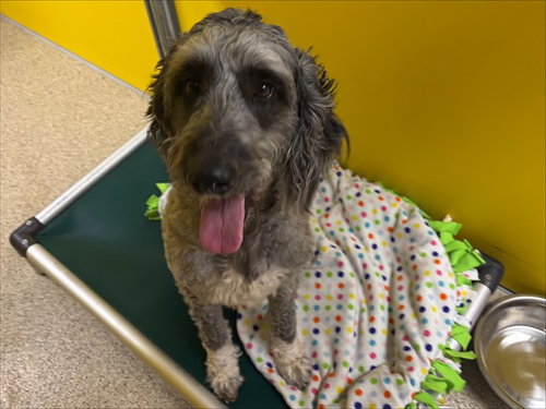 IZZY, an adoptable Poodle in Ames, IA