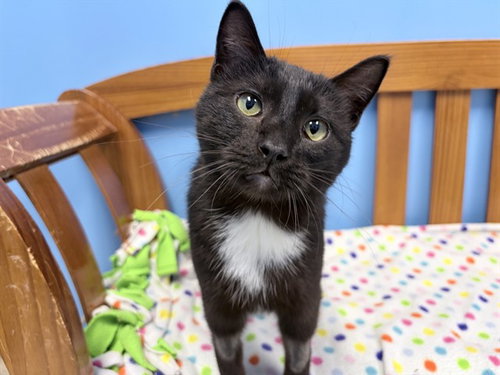 TILLY, Young Domestic Short Hair (short coat), cat for adoption in Urbandale, Iowa