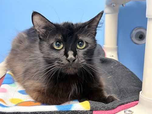 SADIE, Young Domestic Long Hair (long coat), cat for adoption in Urbandale, Iowa