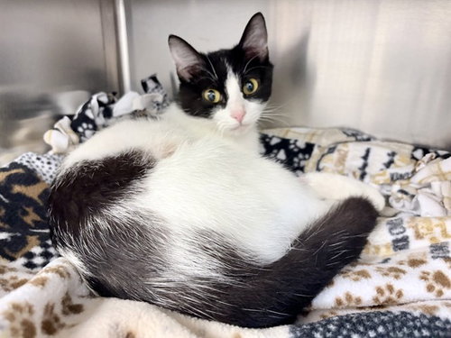 ARIE, Young Domestic Short Hair (short coat), cat for adoption in Des Moines, Iowa