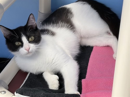 ARIE, Young Domestic Short Hair (short coat), cat for adoption in Des Moines, Iowa