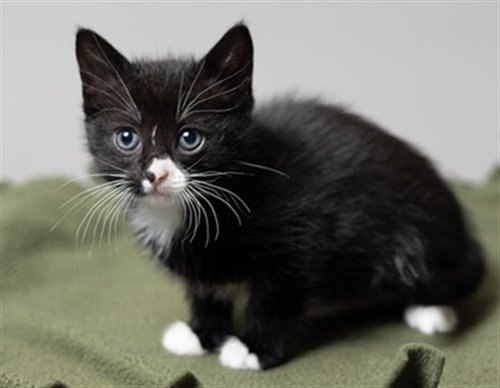 JENETTE, an adoptable Domestic Short Hair in Ames, IA