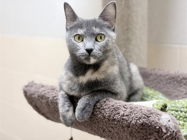 COSITA