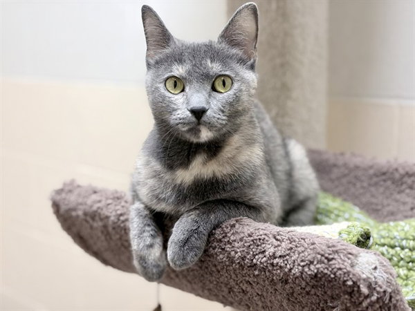COSITA